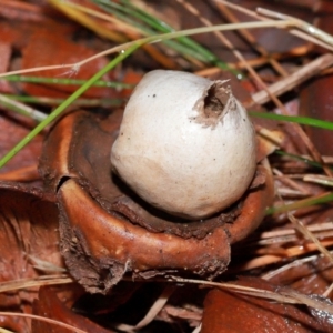 Geastrum sp. at National Arboretum Forests - 11 May 2024 12:03 PM