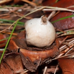 Geastrum sp. at National Arboretum Forests - 11 May 2024 12:03 PM