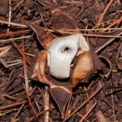 Geastrum sp. at National Arboretum Forests - 11 May 2024 12:03 PM