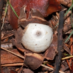 Geastrum sp. at National Arboretum Forests - 11 May 2024 12:03 PM