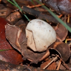 Geastrum sp. at National Arboretum Forests - 11 May 2024 12:03 PM