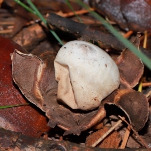 Geastrum sp. at National Arboretum Forests - 11 May 2024 12:03 PM