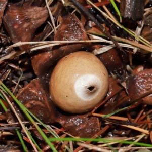 Geastrum sp. (genus) at National Arboretum Forests - 11 May 2024 12:03 PM
