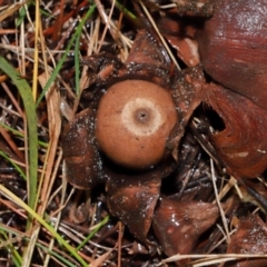 Geastrum sp. (genus) at National Arboretum Forests - 11 May 2024 12:03 PM