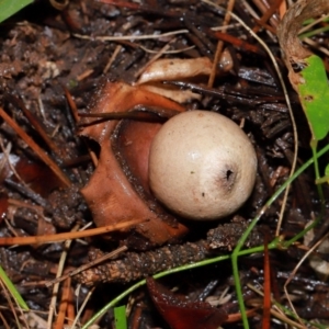 Geastrum sp. (genus) at National Arboretum Forests - 11 May 2024 12:03 PM