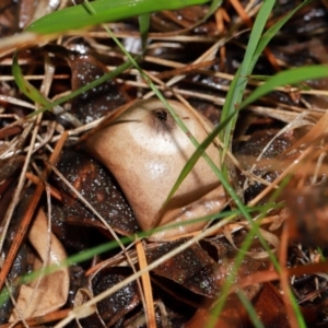 Geastrum sp. (genus) at National Arboretum Forests - 11 May 2024 12:03 PM