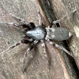 Gnaphosidae (family) at GG182 - 11 May 2024 02:30 PM