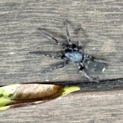 Gnaphosidae (family) at GG182 - 11 May 2024