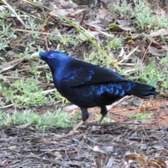 Ptilonorhynchus violaceus at GG182 - 11 May 2024