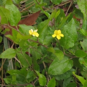 Goodenia ovata at Lake Ginninderra - 10 May 2024 02:20 PM