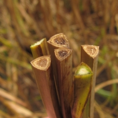 Bolboschoenus fluviatilis (Marsh Club-rush) at Latham, ACT - 10 May 2024 by pinnaCLE