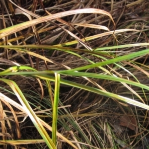 Bolboschoenus fluviatilis at Umbagong District Park - 10 May 2024 03:00 PM