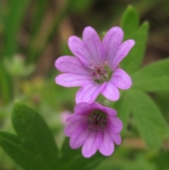 Geranium molle subsp. molle (Cranesbill Geranium) at Umbagong District Park - 6 May 2024 by pinnaCLE