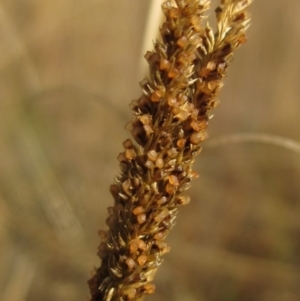 Sporobolus creber at Umbagong District Park - 6 May 2024 02:30 PM