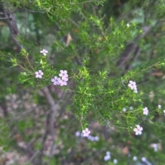 Sporobolus creber at Umbagong District Park - 6 May 2024