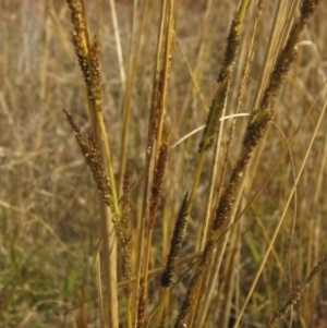 Sporobolus creber at Umbagong District Park - 6 May 2024 02:30 PM