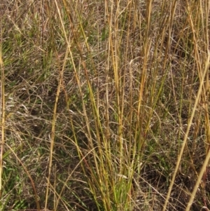 Sporobolus creber at Umbagong District Park - 6 May 2024 02:30 PM