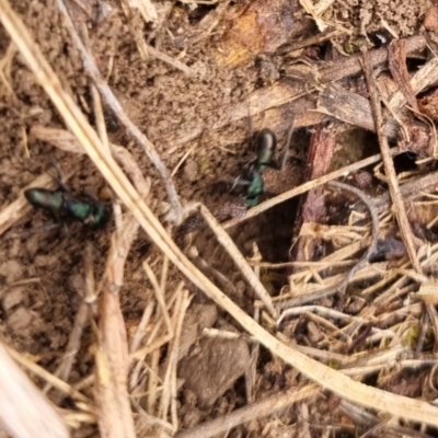 Rhytidoponera metallica (Greenhead ant) at Bungendore, NSW - 9 May 2024 by clarehoneydove