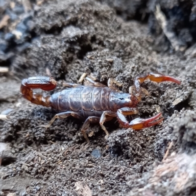 Cercophonius squama (Wood Scorpion) at Midway Point, TAS - 11 May 2024 by VanessaC