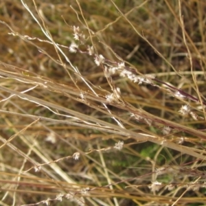 Digitaria brownii at Umbagong District Park - 6 May 2024 02:35 PM