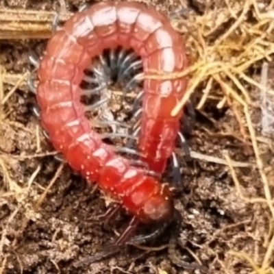 Unidentified Snake at Melba, ACT - 20 May 2024 by kasiaaus3