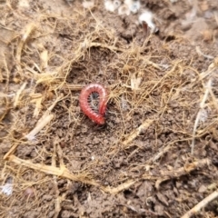 Scolopendromorpha (order) at QPRC LGA - suppressed