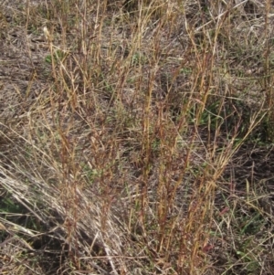 Bothriochloa macra at Umbagong District Park - 6 May 2024 02:38 PM