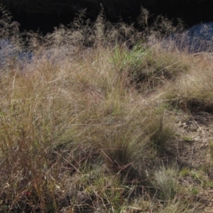 Eragrostis curvula at Umbagong District Park - 6 May 2024