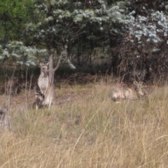 Macropus giganteus (Eastern Grey Kangaroo) at Latham, ACT - 6 May 2024 by pinnaCLE