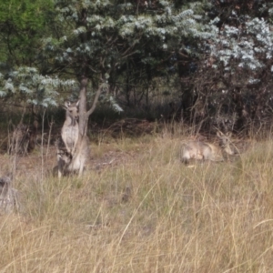 Macropus giganteus at Umbagong District Park - 6 May 2024 02:42 PM