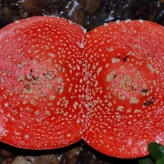 Amanita muscaria (Fly Agaric) at National Arboretum Forests - 11 May 2024 by TimL