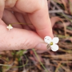 Mitrasacme polymorpha (Varied Mitrewort) at Monga National Park - 30 Apr 2024 by clarehoneydove