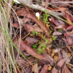 Mitrasacme polymorpha at Monga National Park - 30 Apr 2024 04:19 PM