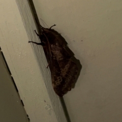 Oxycanus (genus) (Unidentified Oxycanus moths) at Tharwa, ACT - 11 May 2024 by JimL