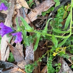 Echium vulgare at Namadgi National Park - 11 May 2024