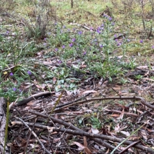 Echium vulgare at Namadgi National Park - 11 May 2024