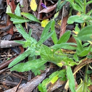 Echium vulgare at Namadgi National Park - 11 May 2024 03:17 PM