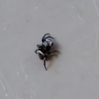 Salpesia sp. (genus) at  - suppressed by KorinneM
