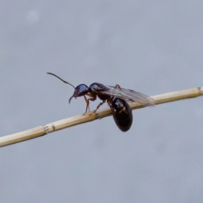 Formicidae (family) (Unidentified ant) at Florey, ACT - 5 Dec 2023 by KorinneM