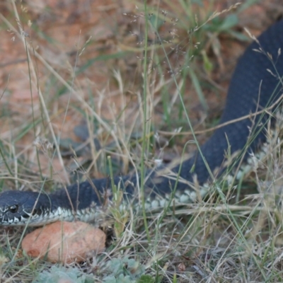 Austrelaps ramsayi (Highlands Copperhead) at Mount Clear, ACT - 19 Feb 2023 by Sarah2019