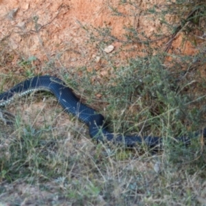 Austrelaps ramsayi at Namadgi National Park - 19 Feb 2023