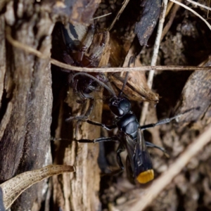 Calopompilus sp. (genus) at Florey, ACT - 19 Dec 2023