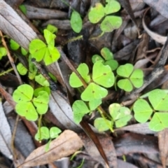 Medicago sp. at Bungendore, NSW - 9 May 2024 by clarehoneydove