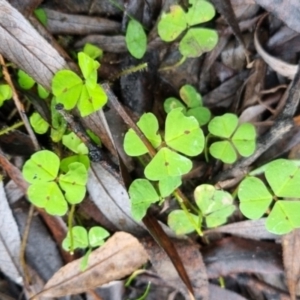 Medicago sp. at QPRC LGA - 10 May 2024