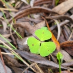 Medicago sp. at QPRC LGA - 10 May 2024