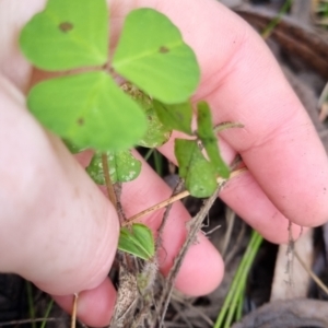 Medicago sp. at QPRC LGA - 10 May 2024