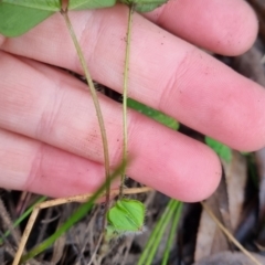 Medicago sp. at suppressed - 10 May 2024