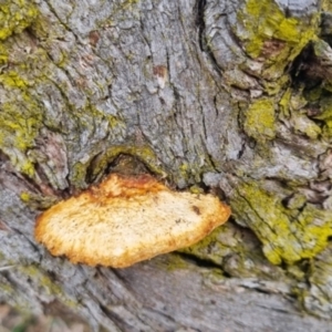 Truncospora ochroleuca at QPRC LGA - suppressed