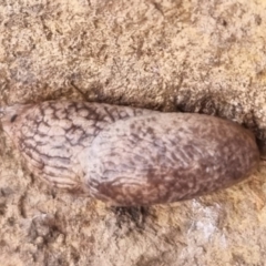 Deroceras reticulatum (Grey Field Slug) at Bungendore, NSW - 5 May 2024 by clarehoneydove