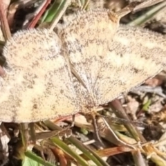 Scopula rubraria (Reddish Wave, Plantain Moth) at Bungendore, NSW - 2 May 2024 by clarehoneydove